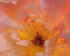 USA, Washington State, Seabeck. Peony flower close-up. Art Print